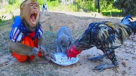 Sokyaa Very Terrify Cos Toto Hungry Like This Chicken Eat Rice Youtube