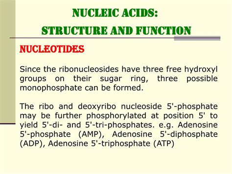 Ppt Nucleic Acids Structure And Function Powerpoint Presentation