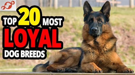 Are German Shepherds The Most Loyal Dog Breed