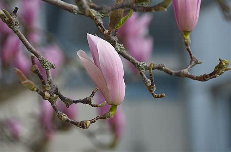 Fotos gratis árbol naturaleza rama flor hoja pétalo primavera