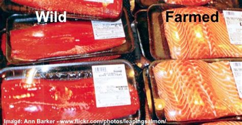 Farmed Salmon Vs Wild Salmon and Why Wild Salmon Is Better