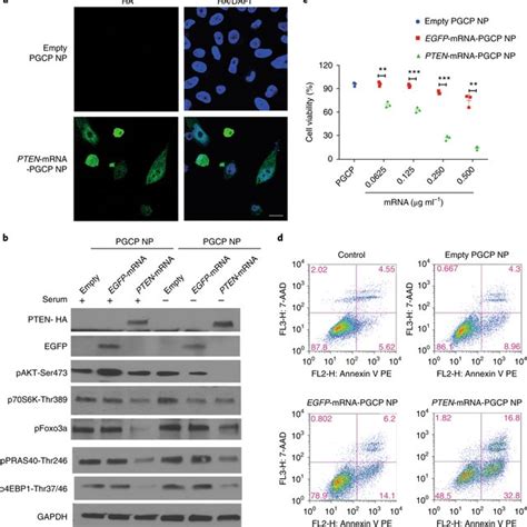 In Vitro Mechanism Of Pten Mrna Pgcp Np Treatment In Pc Cells And Its