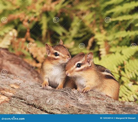 Baby Chipmunk Siblings Stock Images - Image: 16924014