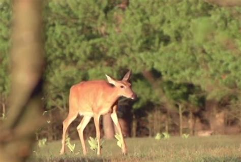 Alabama Bans Deer Parts From CWD-Affected Areas | Deer & Deer Hunting