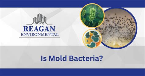 Is Mold & Bacteria The Same Thing? Mold In Houston