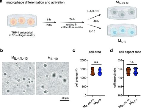 Macrophage Differentiation And Activation In 3D Collagen Matrices A