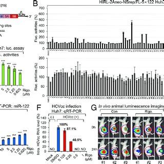 Rigosertib A Specific Inhibitor Of Plk Suppresses Hcv Proliferation