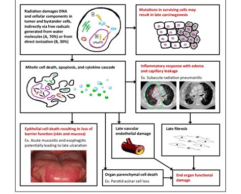 Pathophysiology Of Radiation Effects On Normal Tissue Ionizing Download Scientific Diagram