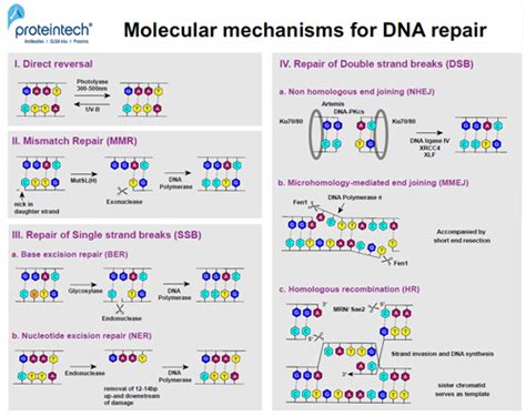 Dna Damage And Repair Mechanism