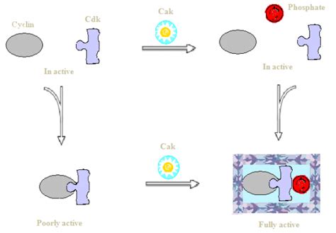 Roles Of Cyclin Dependent Kinase And Cdk Activating Kinase In Cell