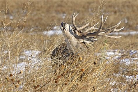 Mule Deer Adventures Sporting Classics Daily