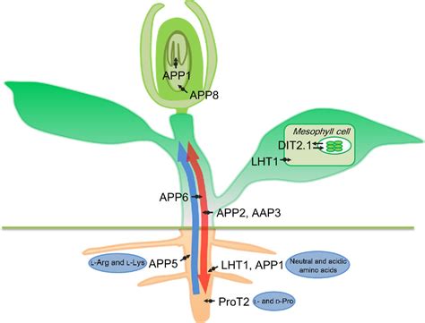 Figure 1 3 From New Insight Into The Strategy For Nitrogen Metabolism