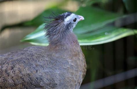 Crested argus stock photo. Image of nature, ocellata - 63666550