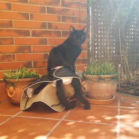 Cuidados De Un Gato Paralítico archivos Orden En Casa Y Mascotas