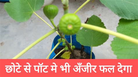 No How To Grow Fig Anjeer Plant In Pot With Tree Important Tips