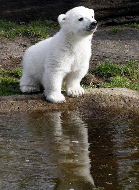 Imágenes del mundo animal: Osos polares bebés