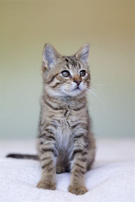 Gatinho Do Gato Malhado Foto De Stock Imagem De Consideravelmente