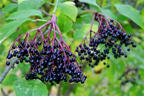 How to Grow and Care for an Elderberry Bush | Happy DIY Home