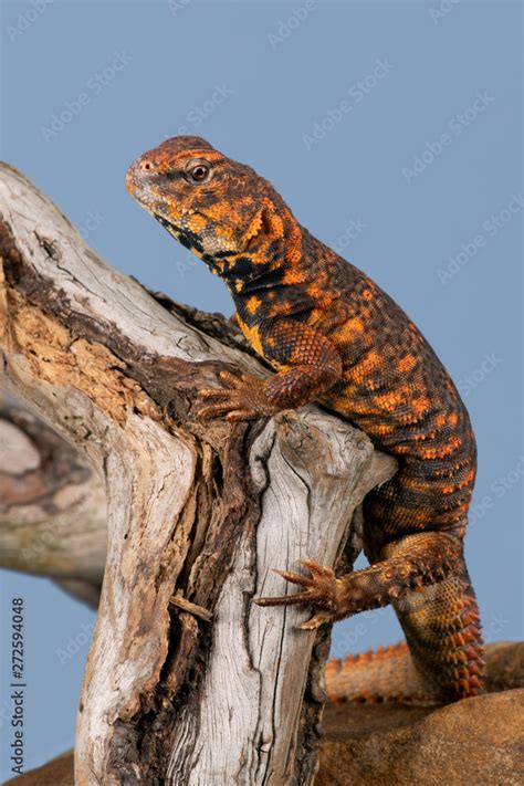 Saharan Spiny Tailed Lizard Uromastyx Geyri Stock Photo Adobe Stock