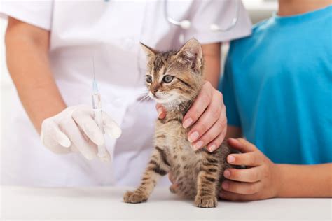 Fvrcp Vaccine For Cats Veterinarian In Pinson Al Clay Chalkville