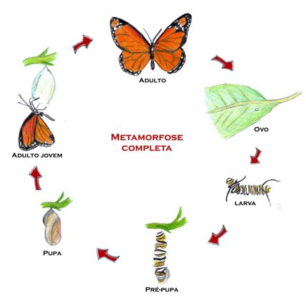 HB Bicho Mania O Ciclo De Vida Das Borboletas