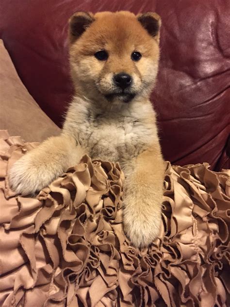 Miesha A Shiba Inu Puppy Daughter To Good Will Hunter And Zoey From