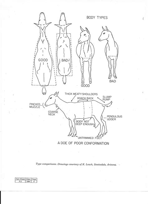 Body Types Of A Show Goat Dairy Goats Boer Goats