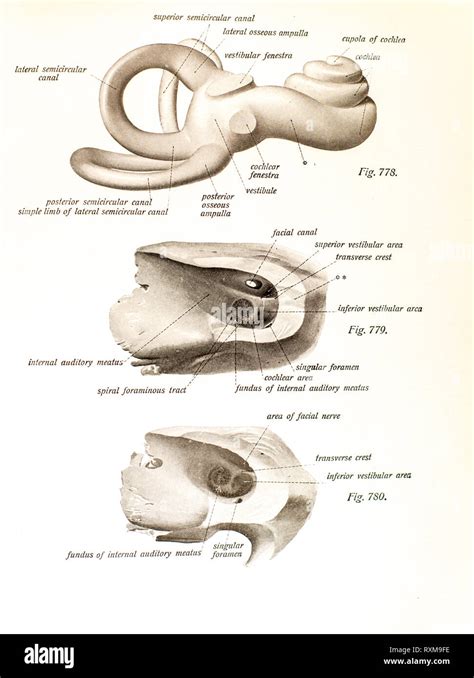 Anatomy of the human ear Stock Photo - Alamy