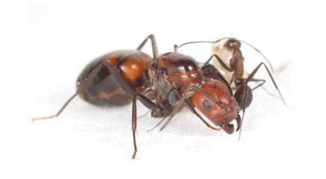 Camponotus Nicobarensis