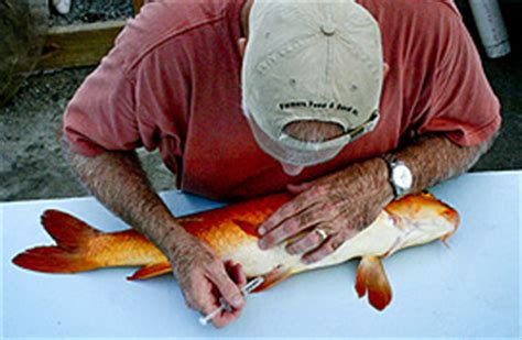 Breeding Process Blue Ridge Koi Goldfish