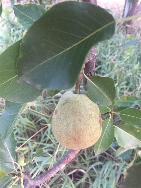 Pear buds, blossoms, and fruit 2017 - General Fruit Growing - Growing Fruit