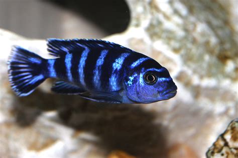 Demasoni Cichlid - Tank Mates | Male | Female | Care | Breeding - SeaFish