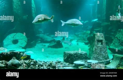 Bahamas fish atlantis aquarium Stock Videos & Footage - HD and 4K Video ...