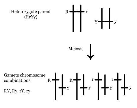 Independent Assortment Linked Genes And Recombination