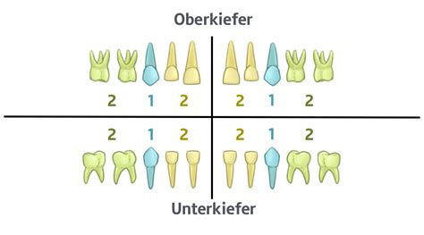 Das Gebiss Biologie SchuBu