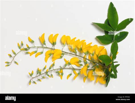 Laburnum anagyroides laburnum hi-res stock photography and images - Alamy