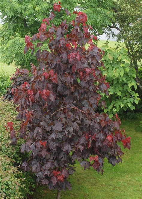 Acer Platanoides Faassen’s Black Iceland Blóðbroddhl Flickr