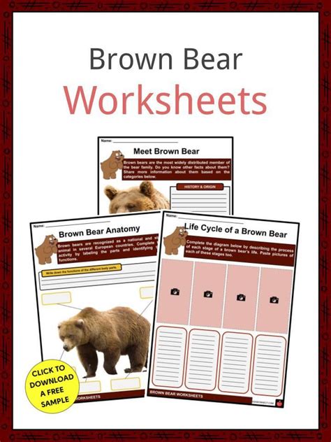 Brown Bear Facts And Worksheets Brown Bear Facts Brown Bear The Bear