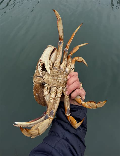 bellingham wa tides 2