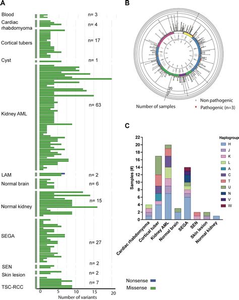 Frontiers Spectrum Of Germline And Somatic Mitochondrial Dna Variants