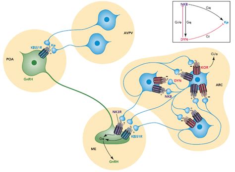 C Shows The Connection Between Kisspeptin Dynorphin A And Neurokinin