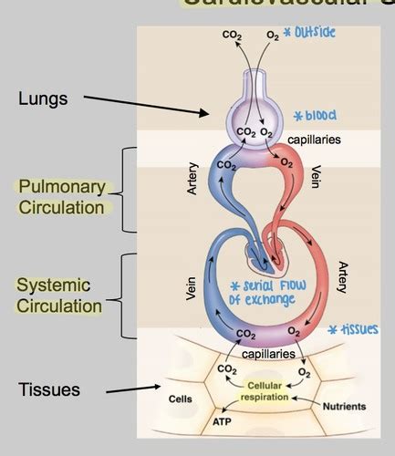 T Pulmonary Circulation Flashcards Quizlet