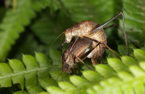 Species Information Anisophya Sp Nov