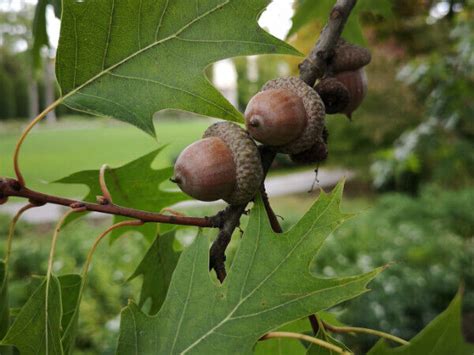 20 Rot Eichen Samen Eicheln Lat Quercus Rubra Baum Saatgut Eichenbaum