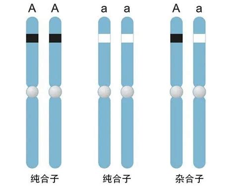 基因型与表型 知乎