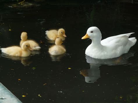 White duck 1080P, 2K, 4K, 5K HD wallpapers free download | Wallpaper Flare