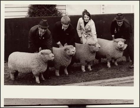 Photograph Royal Melbourne Show Sheep C1966 3