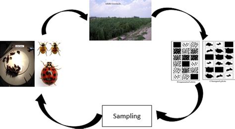 The Coleopterists Society On Twitter Literaturenotice Liu Et Al