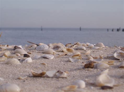 Beachshell Shells On Pontchartrain Beach In New Orleans Bryan