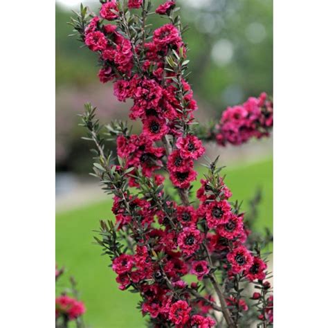 Leptospermum Crimson Glory Manuka Honey Bush